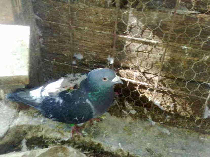  - 139 victime facute de dihor in noaptea de 8 octombrie