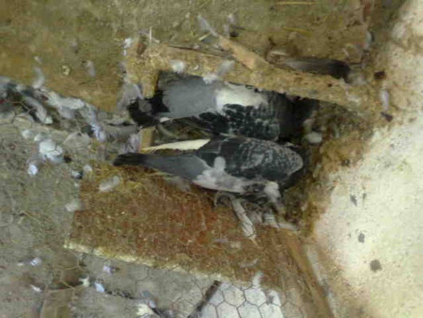  - 139 victime facute de dihor in noaptea de 8 octombrie