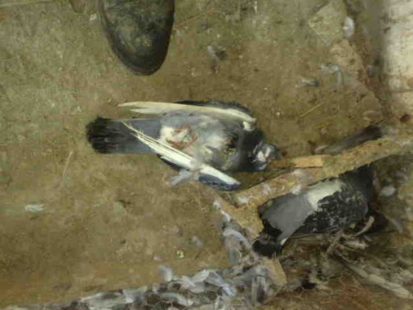  - 139 victime facute de dihor in noaptea de 8 octombrie