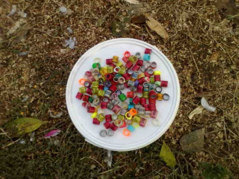  - 139 victime facute de dihor in noaptea de 8 octombrie