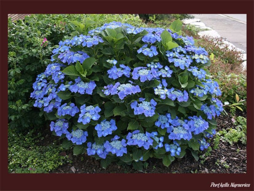 blaumeise 30 - HORTENSII