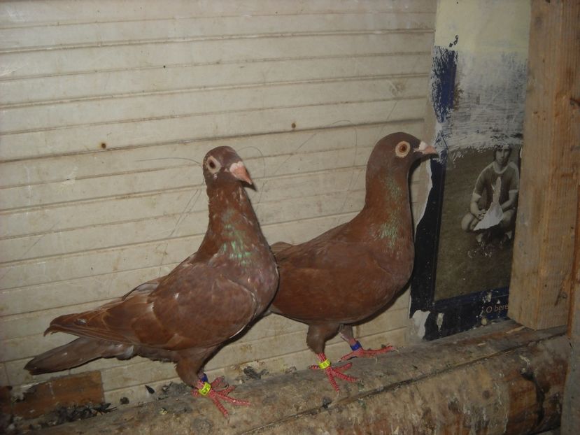 PER. - PORUMBEI VANDUTI