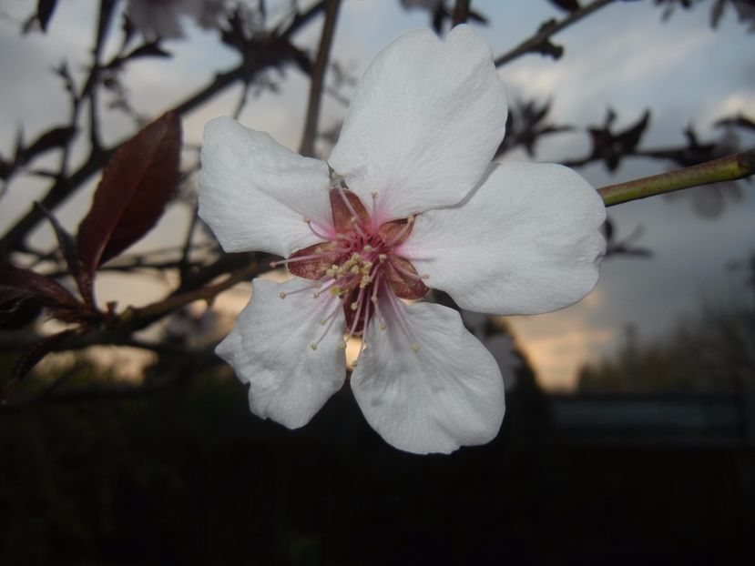 Prunus persica Davidii (2017, April 04) - Prunus persica Davidii