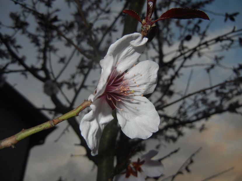 Prunus persica Davidii (2017, April 04) - Prunus persica Davidii