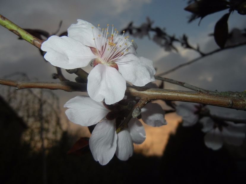 Prunus persica Davidii (2017, April 04) - Prunus persica Davidii