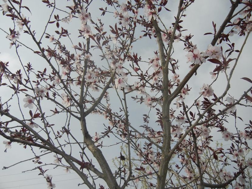 Prunus persica Davidii (2017, April 05) - Prunus persica Davidii