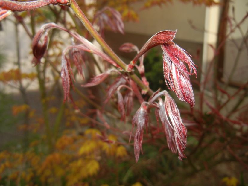 Acer palmatum Bloodgood (2017, Apr.05) - Acer palmatum Bloodgood