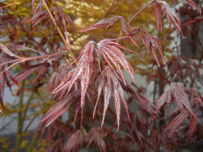 Acer palmatum Bloodgood (2017, Apr.10) - Acer palmatum Bloodgood