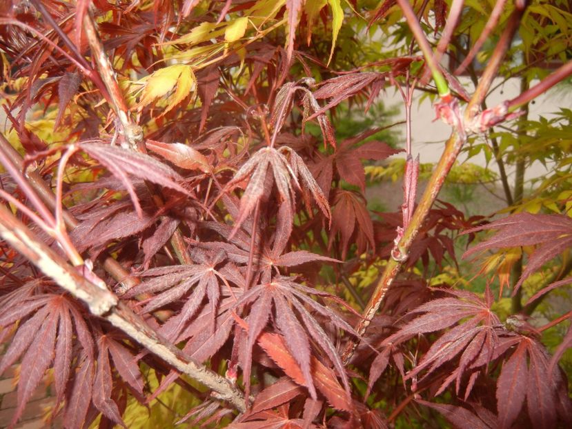 Acer palmatum Bloodgood (2017, Apr.17) - Acer palmatum Bloodgood