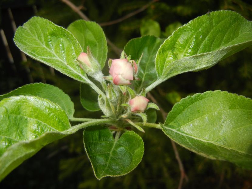 Apple Blossom. Flori mar (2017, April 05) - Apple Tree_Mar Summer Red