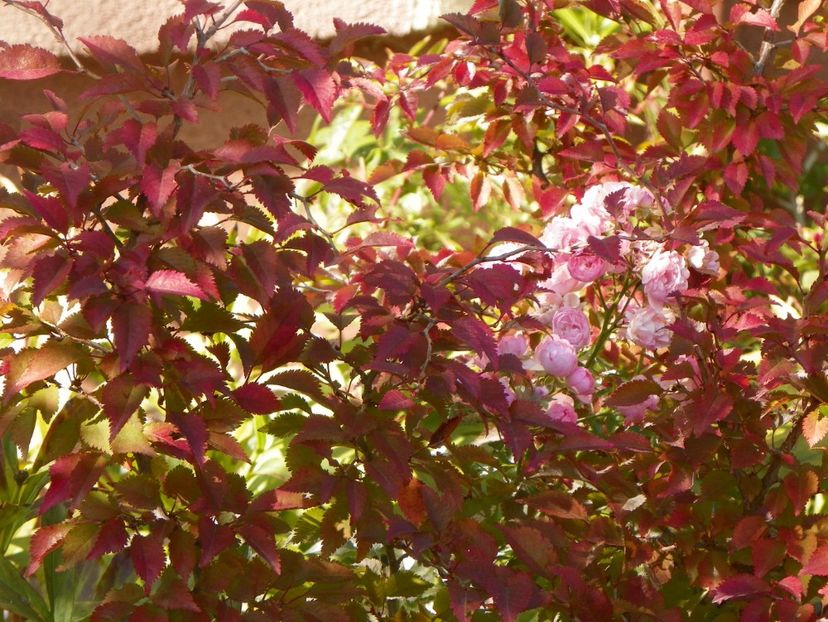 prunus Kojo-no-mai - Copacei si arbusti 2017