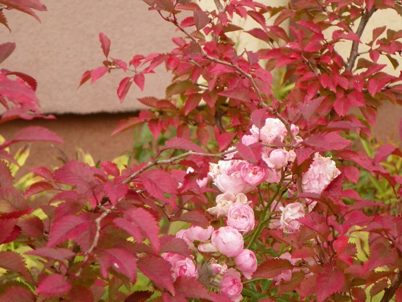 prunus Kojo-no-mai - Copacei si arbusti 2017