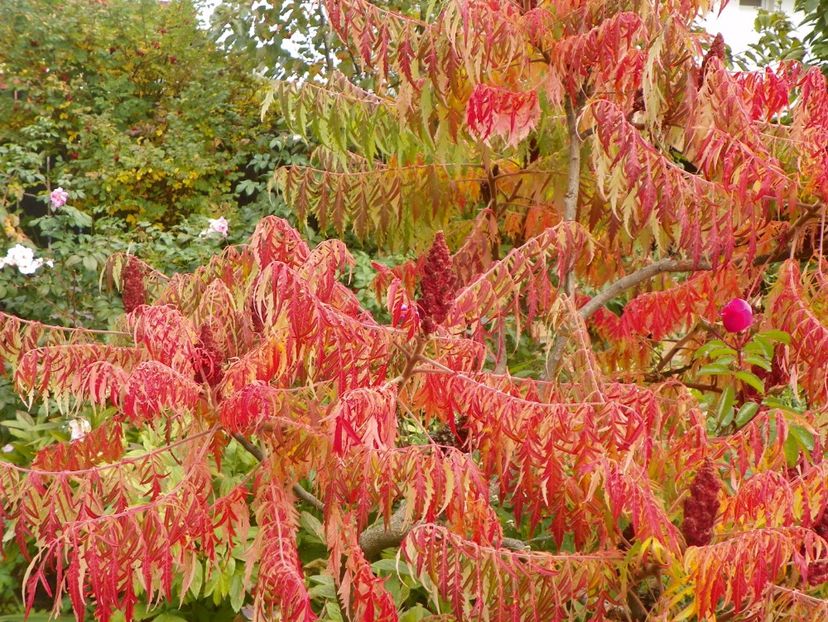 rhus typhina Laciniata - Copacei si arbusti 2017