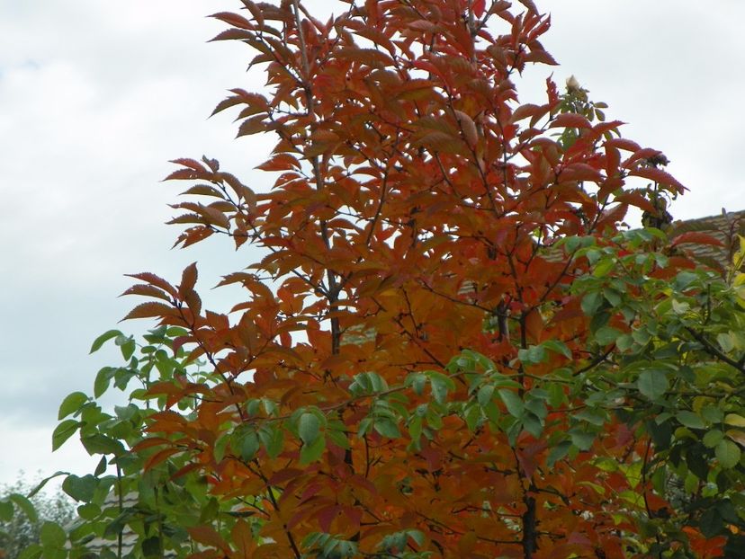 prunus kurilensis Ruby - Copacei si arbusti 2017