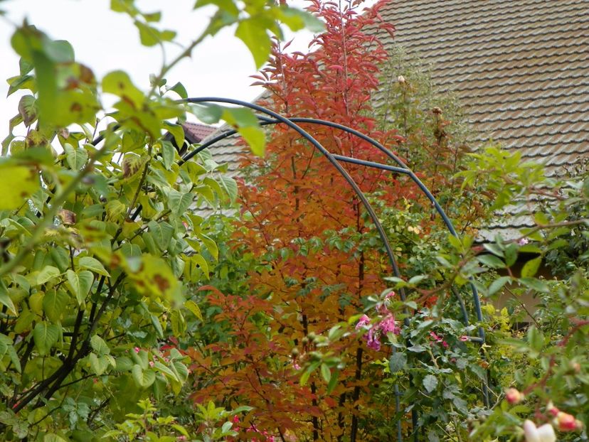 prunus kurilensis Ruby - Copacei si arbusti 2017