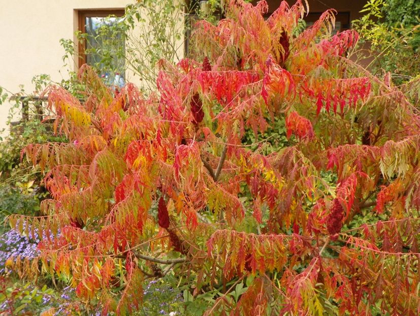 rhus typhina Laciniata - Copacei si arbusti 2017