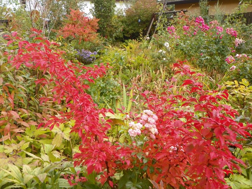 9 oct (48) - Gradina 2017