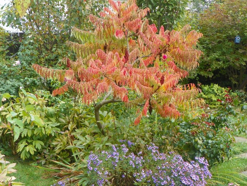 9 oct (49) - Gradina 2017