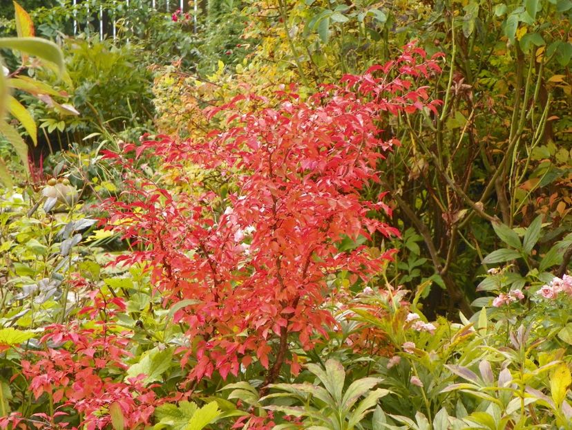 9 oct (51) - Gradina 2017