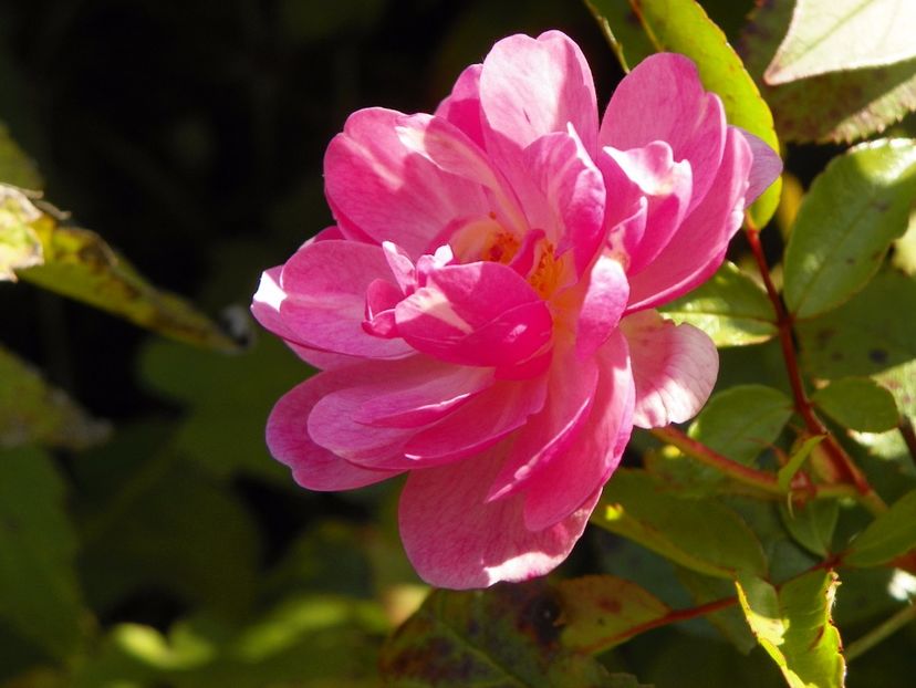 Queen of the Musk - Trandafiri 2017 - II