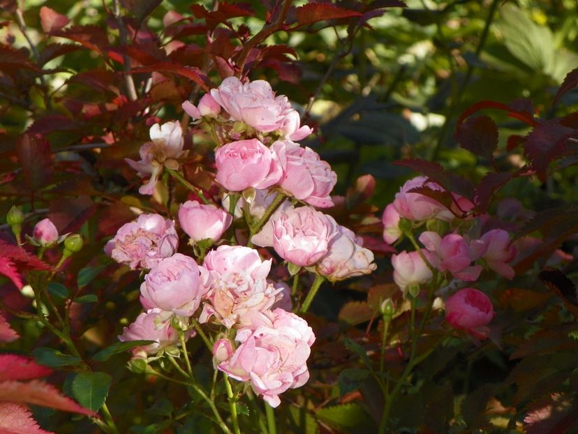 The Fairy - Trandafiri 2017 - II