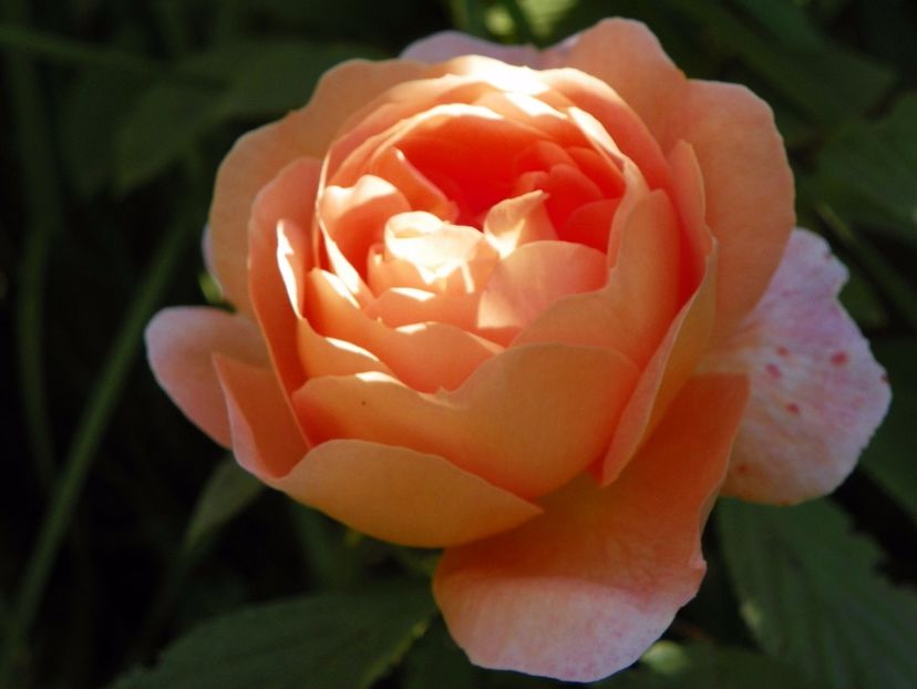 Lady Emma Hamilton - Trandafiri 2017 - II