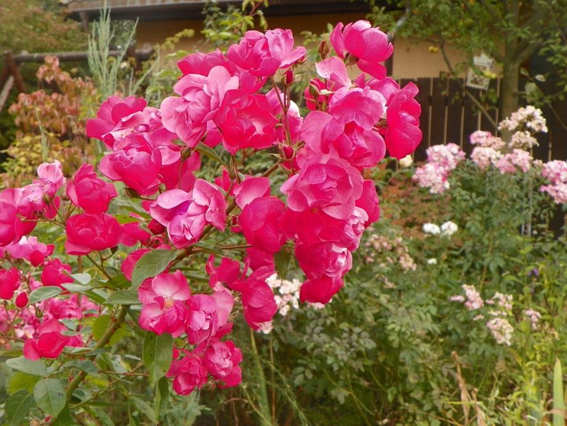 Angela - Trandafiri 2017 - II