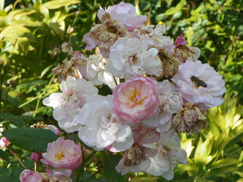 Jean Stephenne - Trandafiri 2017 - II