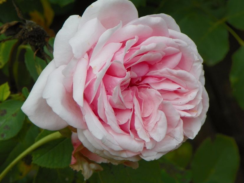 Savoy Hotel - Trandafiri 2017 - II