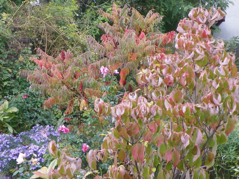 cornus kousa si rhus typhina Laciniata - Toamna 2017