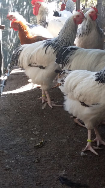 Cocosi Sussex - 2017