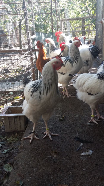 Cocosi Sussex - 2017