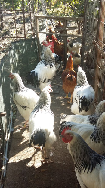 Cocosi Sussex - 2017