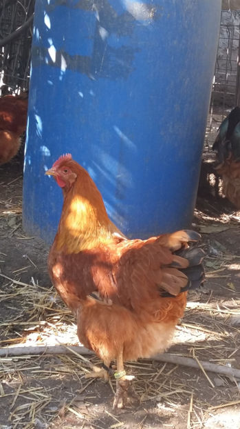 Puica New Hampshire - 2017