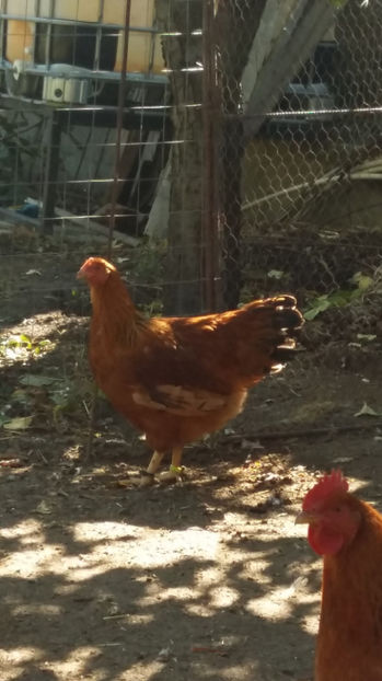 Puica New Hampshire - 2017