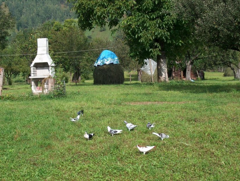 137SPL~1 - Amărăștenii mei și nu numai - Moieciu 2004