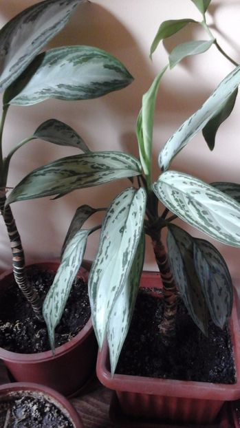  - aglaonema