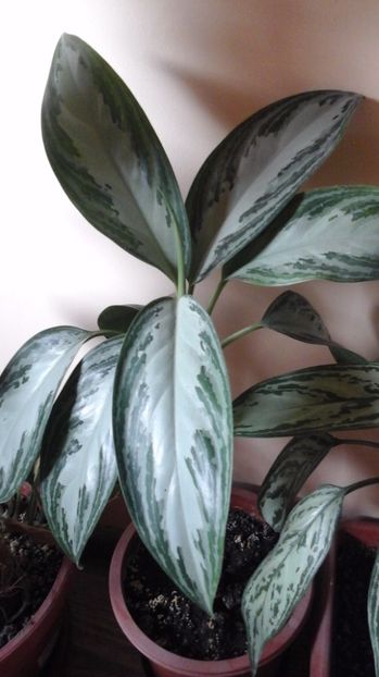  - aglaonema
