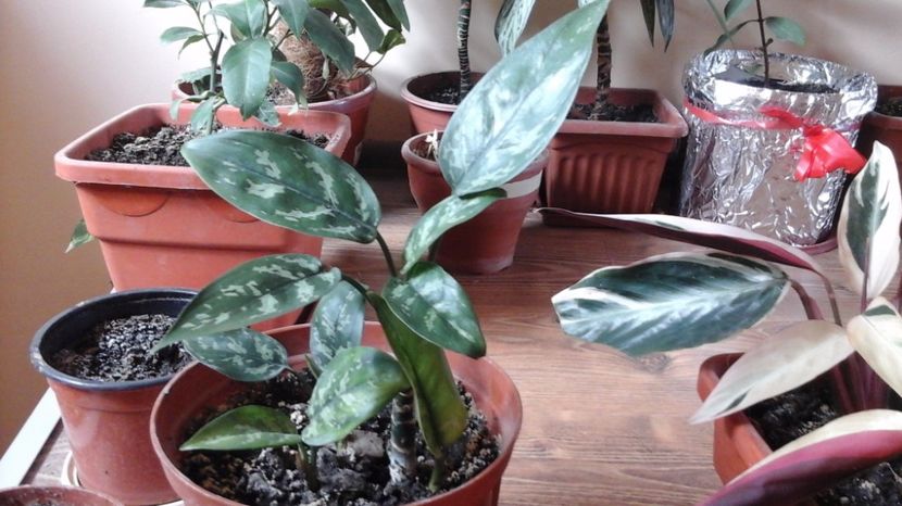  - aglaonema