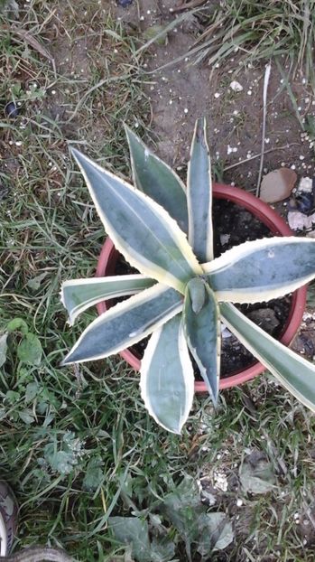  - agave și aloe