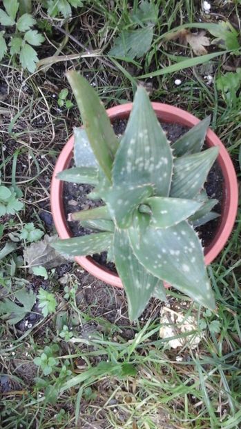  - agave și aloe