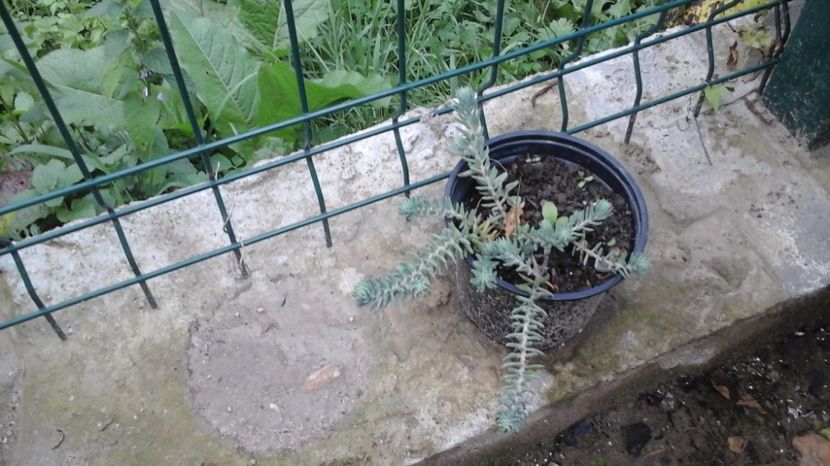  - cactusi și plante suculente