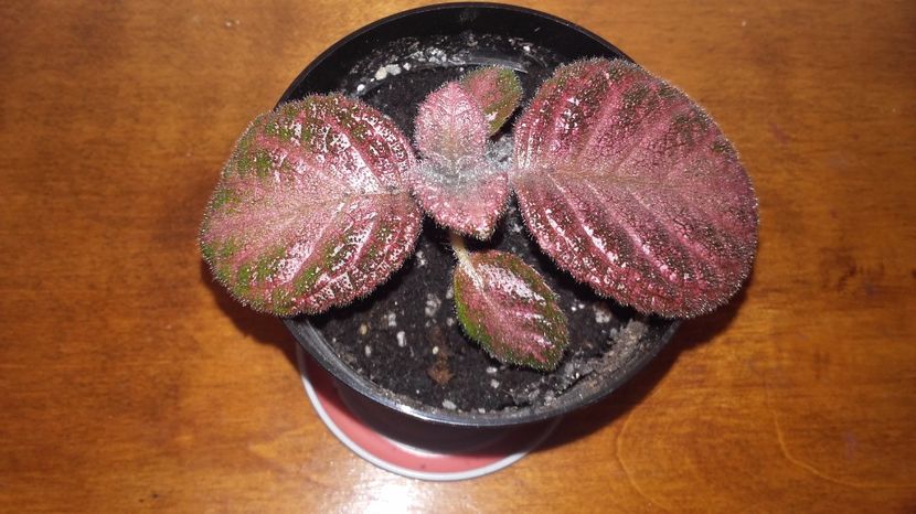 20171009_131741[1] - Thad s Lavender Lady