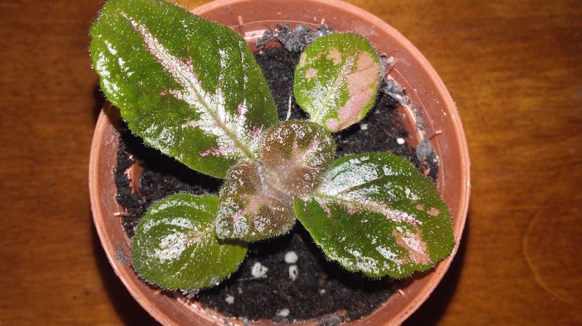 20171009_132026[1] - Jim s Double Star