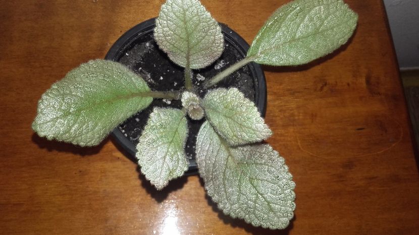 20171009_132547[1] - Moon Light