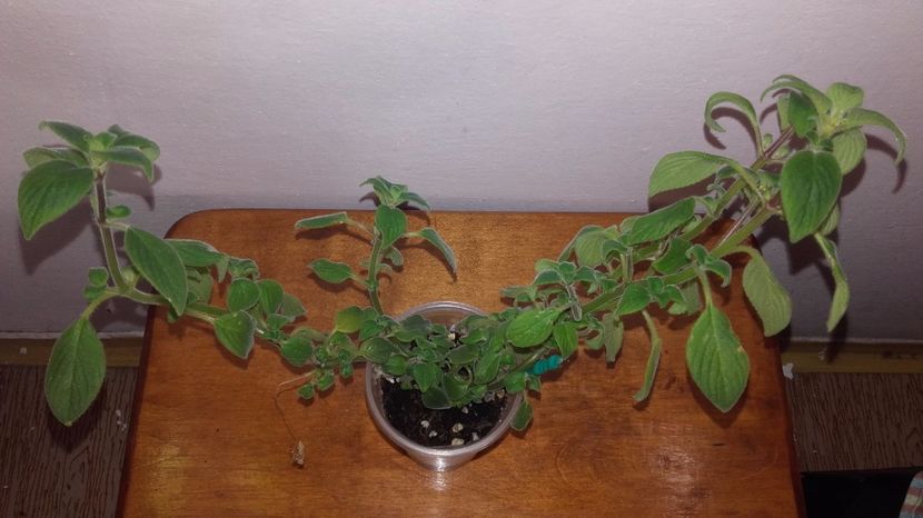 20171009_125137[1] - White Butterfly