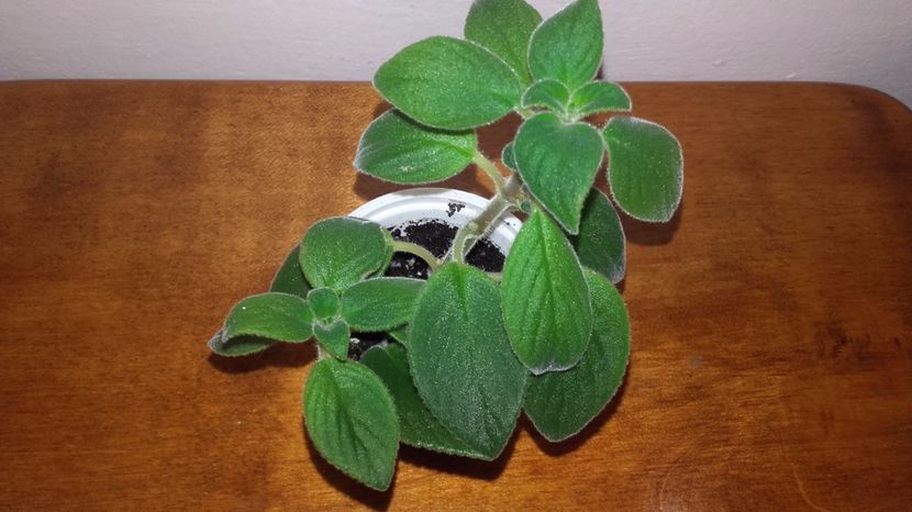 20171009_125202[1] - Blue Moon