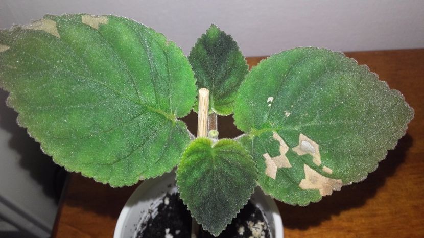 20171009_164033[1] - Smithianta Midvinterljius