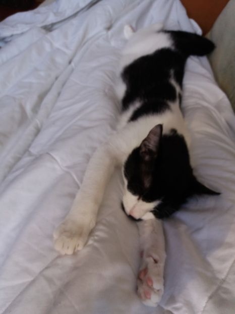  - Duracel în octombrie 2017