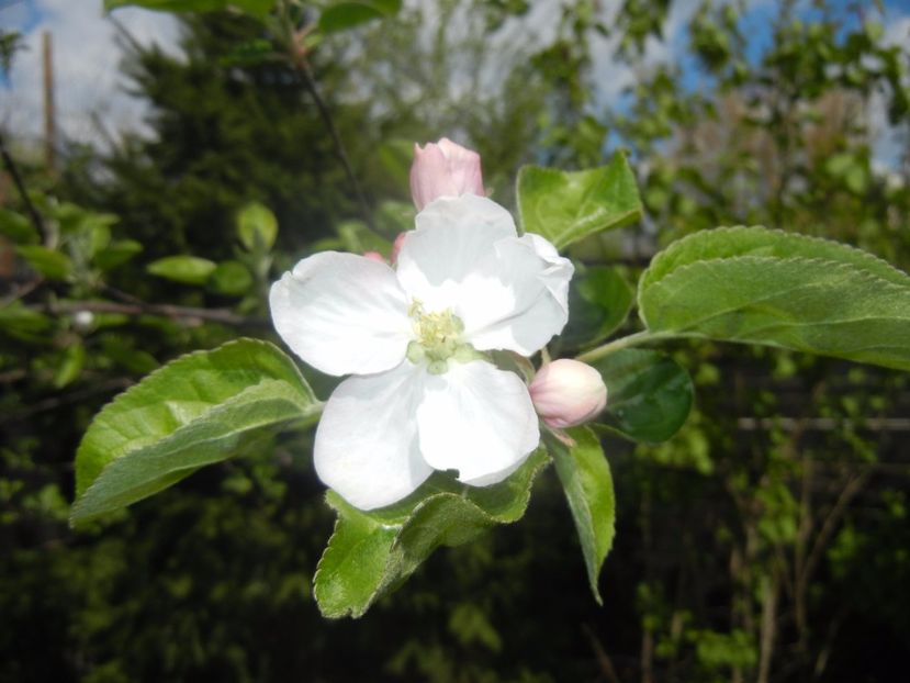 Apple Blossom. Flori mar (2017, April 09) - Apple Tree_Mar Summer Red